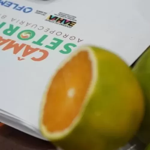 Câmaras Setoriais em debate: cacau, sisal, dendê e citrus abrem o calendário 2026.