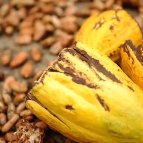 Cacau de origem impulsiona Valença no mercado dos chocolates especiais